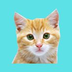 Catch The Cat | Reflex Game