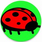 Flying ladybug