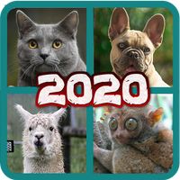 Animals Pictures Quiz Dog, Cat