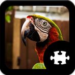 Parrot Jigsaw Puzzle