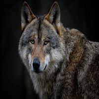 Mundo de Animales