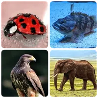 Animals - Quiz about Mammals!