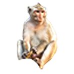 monkey bounce and hook