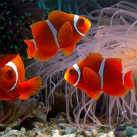 Fish Puzzles Sea Collection