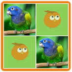 Birds Memory Match Game