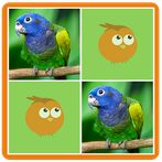 Birds Memory Match Game