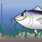 Bunch of Tuna