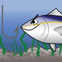 Bunch of Tuna