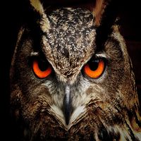 Animal Educator