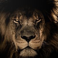 Соблазнитель