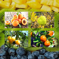Fruits Quiz