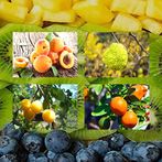 Fruits Quiz