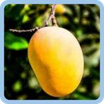 HUNTER FRUIT GUESS