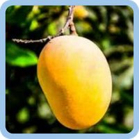 HUNTER FRUIT GUESS