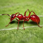 Earth Ants Calony