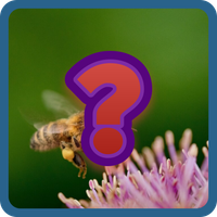 Guess and Learn Animals names