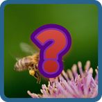 Guess and Learn Animals names