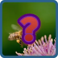 Guess and Learn Animals names