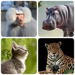Mammals – Learn All Animals in
