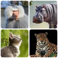 Mammals – Learn All Animals in