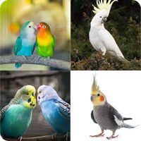 Find Bird Name