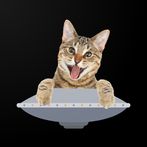 Space Cats Invaders