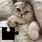 Wonderful Cat Puzzles