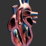 Heart 3D model for learning