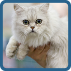 Викторина: Кошечки и Любовь