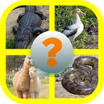 Learn English (Animals)