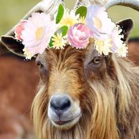 Sound book Farm Animals