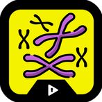 Escapeplay Divisão Celular