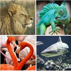 Zoo Animals Quiz