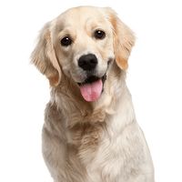 Golden Retrievers