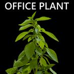 Office Plant