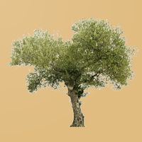 El Olivar