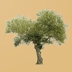 El Olivar