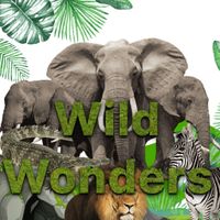 Wild Wonders
