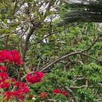 Maichel football games