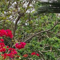 Maichel football games