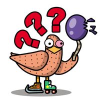 Crazy Seagull : Fast action