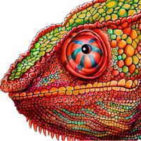 Chameleon