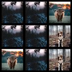 Memory Game - Image matching b