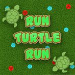 Turtle Race