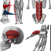 159 Músculos Humanos Desafio