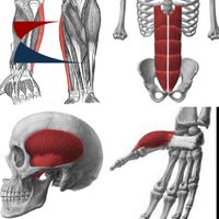 159 Músculos Humanos Desafio