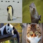 Match Animals, Learn Animals
