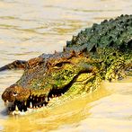 Crocodile Sim :Crocodile Games