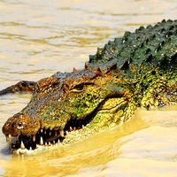 Crocodile Sim :Crocodile Games