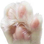 테트리스고양이